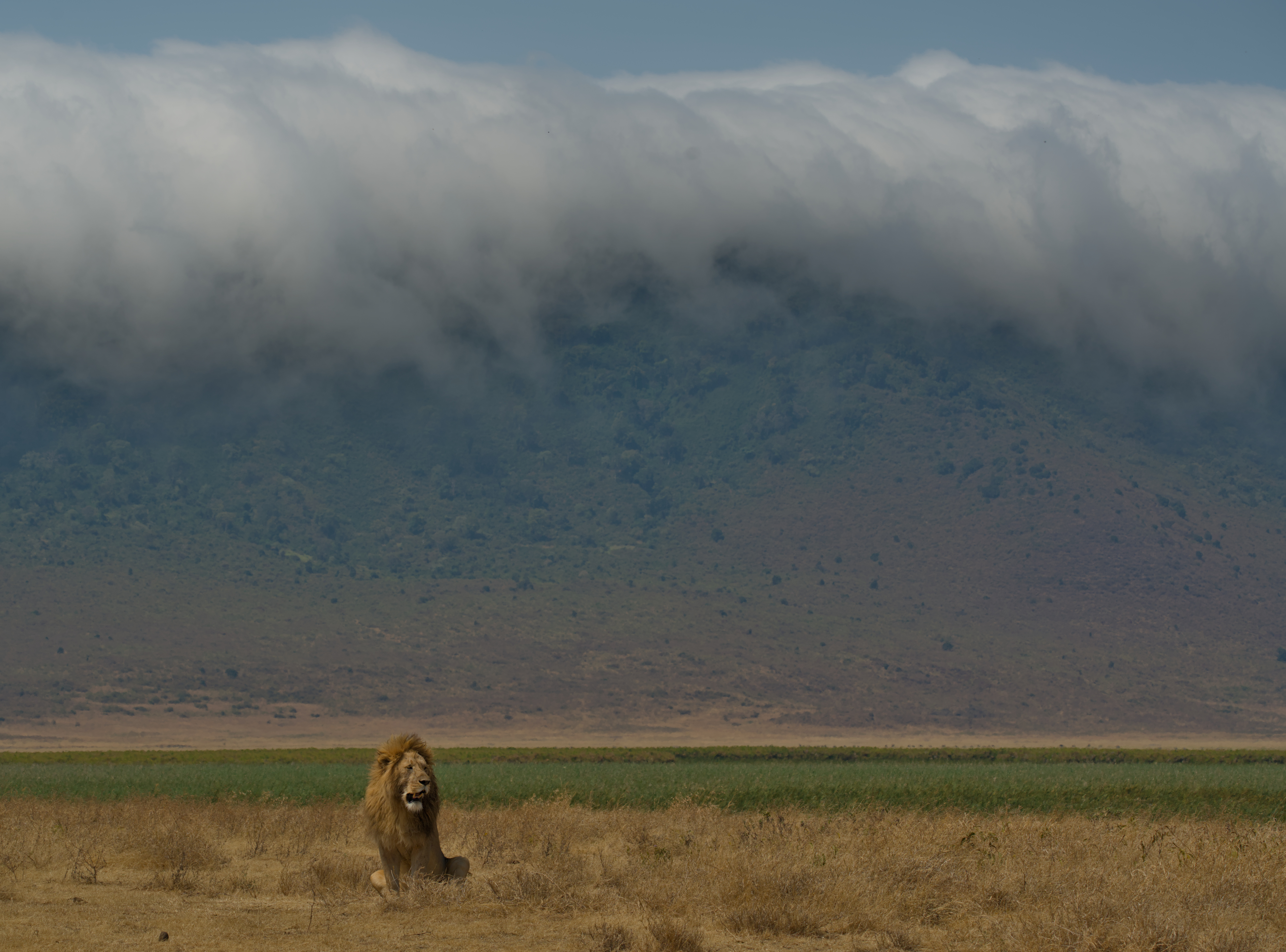 A lion sitting in dry grass beneath a cloud-covered crater wall