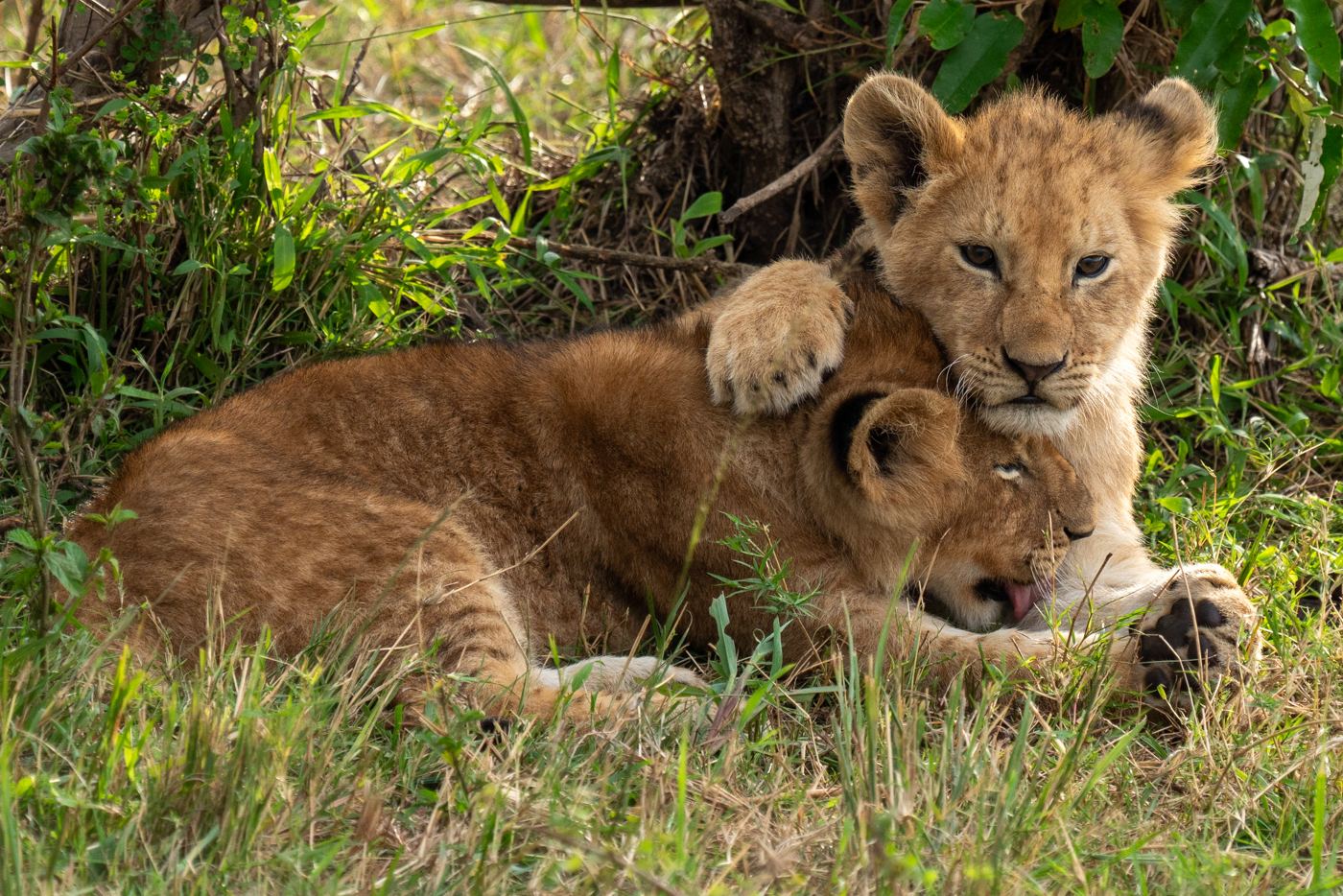 Two lion cubs curled together in the grass, one looking straight at the camera