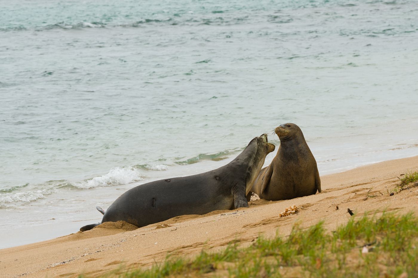 Two monk seals nose to nose on a sandy beach at the water's edge
