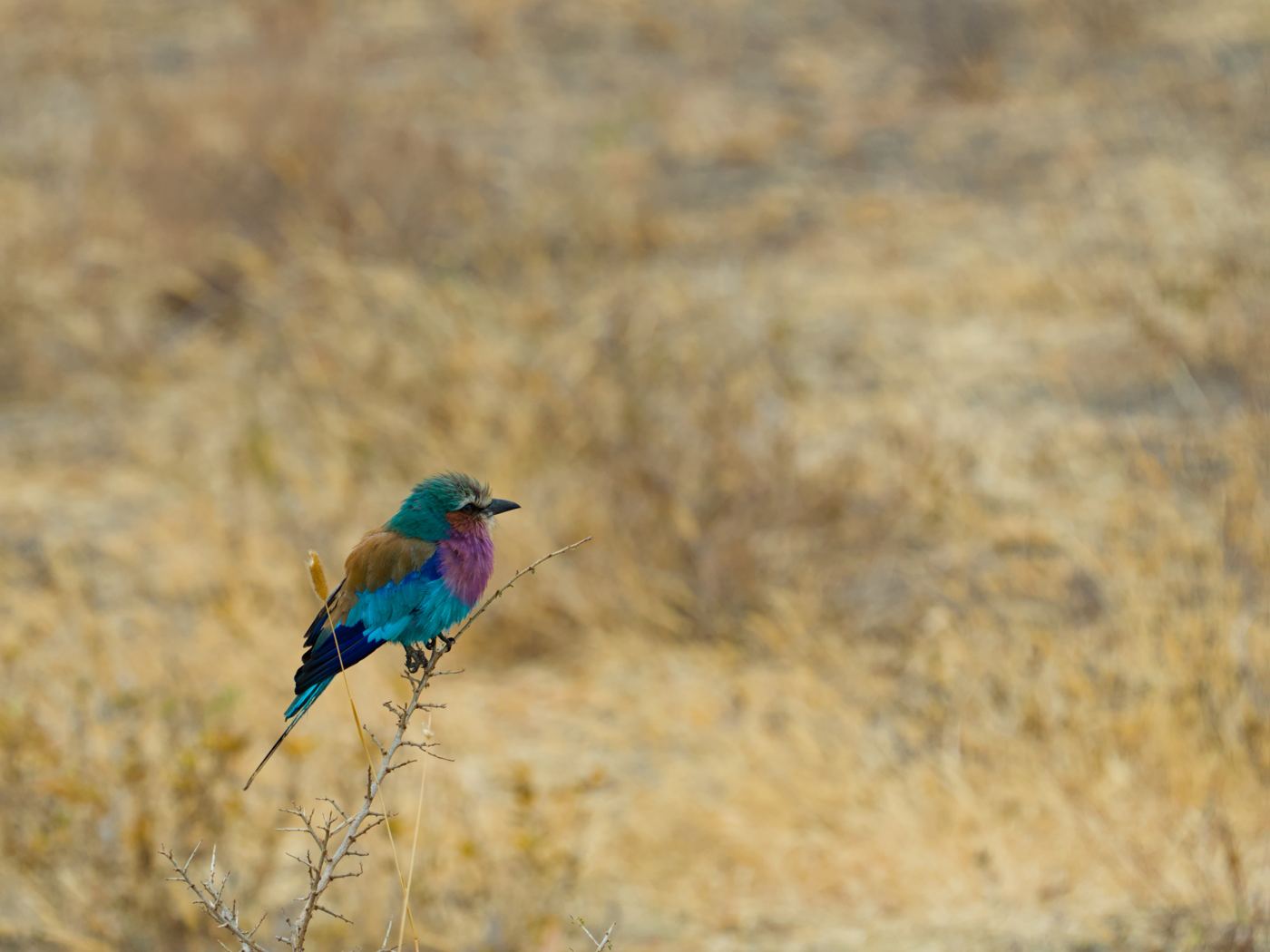A lilac-breasted roller perched on a thorny branch against dry grass