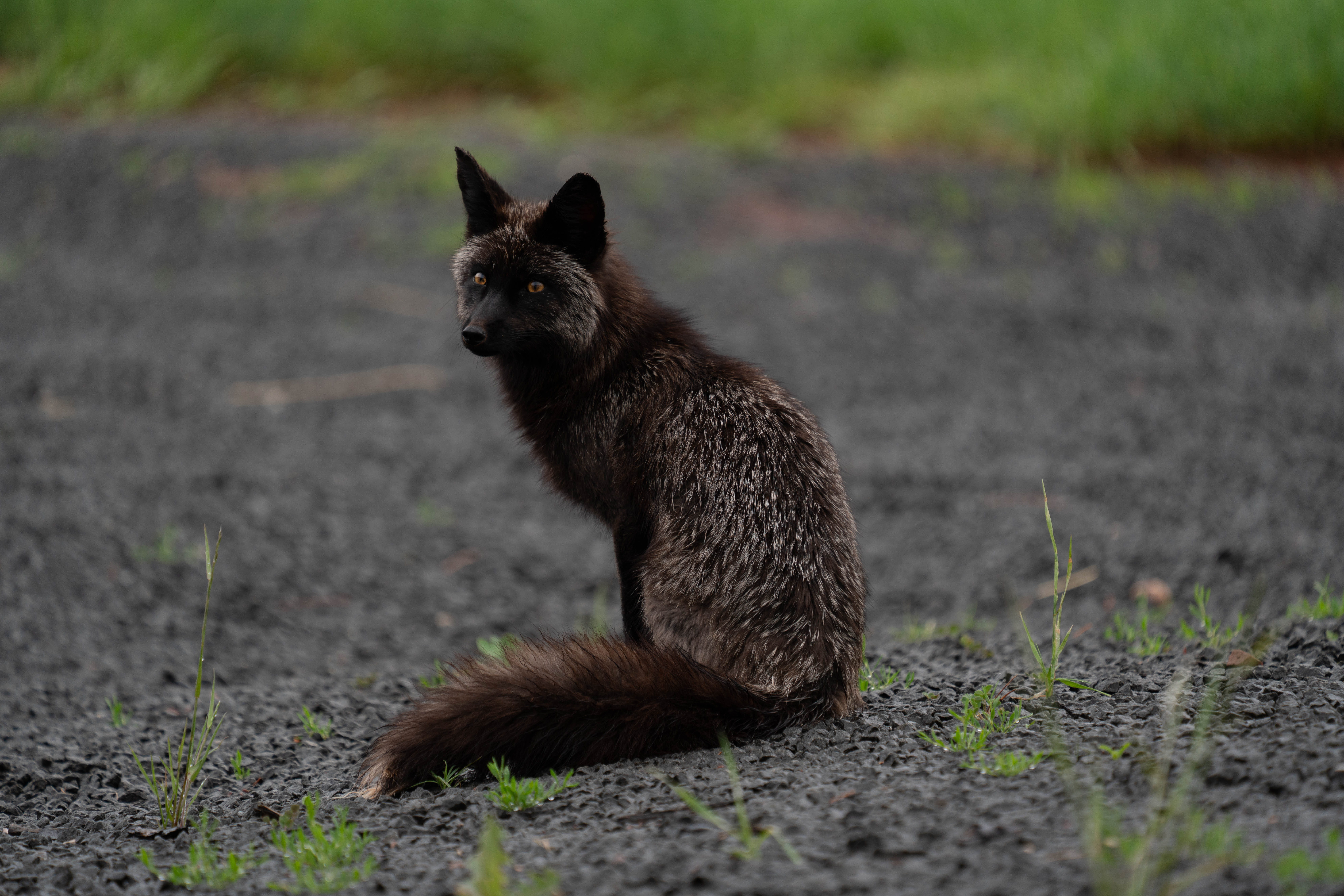 A silver fox sitting on a gravel path